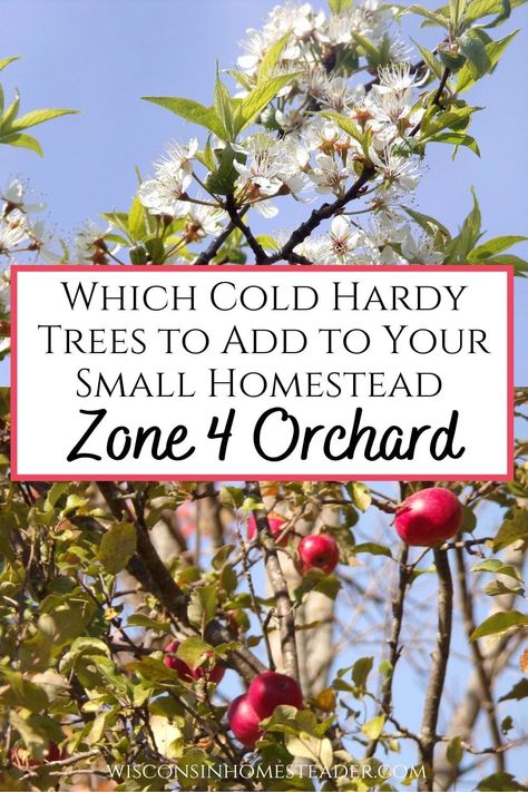 Which Fruit Trees for Zone 4? Choosing Trees for Your Zone 4 Orchard Zone 4 Fruit Trees, Cold Hardy Fruit Trees, Zone 4 Gardening Landscaping, Small Apple Orchard, Zone 4b Landscaping, Planting An Orchard, Zone 4b Gardening, Small Orchard Layout, Zone 4 Landscaping