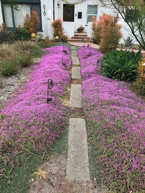 Creeping Thyme Path, Creeping Thyme Ground Cover Lawn Alternative, Creepy Thyme Ground Cover, Creeping Thyme Lawn Grass Alternative, Red Creeping Thyme Lawn, Creeping Thyme Lawn, Creeping Thyme Between Pavers, Red Creeping Thyme, Thyme Garden