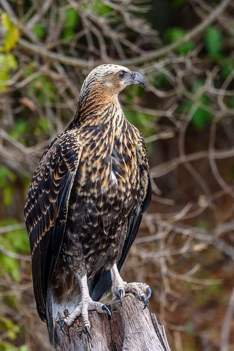 Madagascar Animals, Fish Eagle, Birds Of Prey, Bald Eagle, Madagascar, Animal Photography, Pet Birds, Birds, Fish