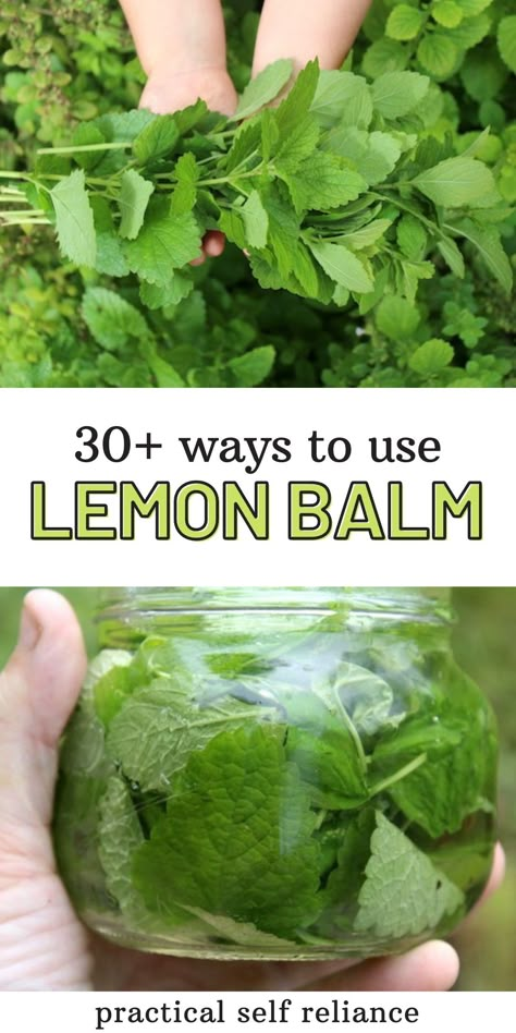 Gardening In Phoenix Az, Drying Lemon Balm, Dried Lemon Balm, Lemon Balm Uses, Lemon Balm Recipes, Herbal Medicine Recipes, Herbal Remedies Recipes, Medicinal Herbs Garden, Medical Herbs