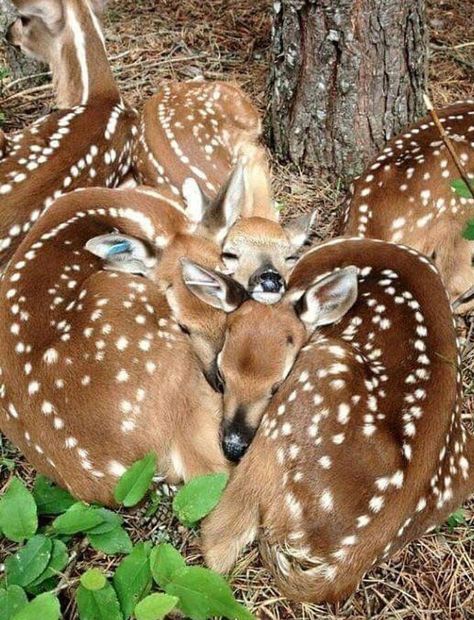 Regnul Animal, Mule Deer, Manx, Baby Deer, 판타지 아트, Cute Creatures, Sweet Animals, Animal Planet, Animal Photo