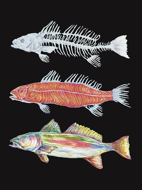 rainbow trout, colored pencil work, trout anatomical work, scad, glow thru, scan, traditional, digital, colorful, fish muscles, river fish, fishbone, dissection, illustration, art student Fish Bones Illustration, Rainbow Trout Illustration, Trout Aesthetic, Fish Bones Drawings, Fish Art Reference, Fish Swimming Drawing, Trout Skeleton, Colorful Fish Drawing, Rainbow Trout Drawing