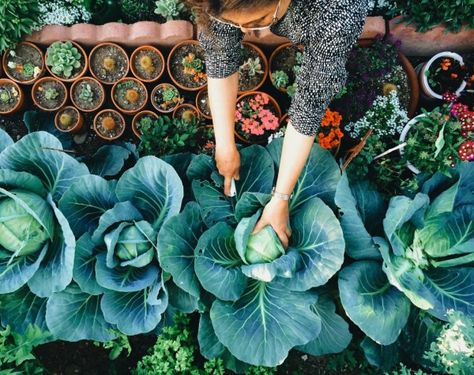 Gardening experts reveal how to make your edible garden a success Backyard Food, Potassium Rich Foods, Diy Garden Bed, Olivia Newton, Organic Vegetable Garden, Food Forest, Organic Gardening Tips, Organic Vegetables, Edible Garden