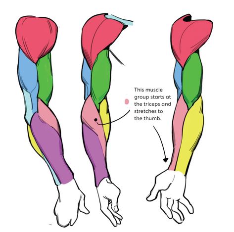 Male Anatomy Guide, Biceps Art Reference, Shoulder Muscles Drawing, Muscle Guide Drawing, Tattoo On Muscle Arm, Muscular Arm Reference Drawing, How To Draw Muscles Arms, Male Forearm Reference, Arm Anatomy Simplified