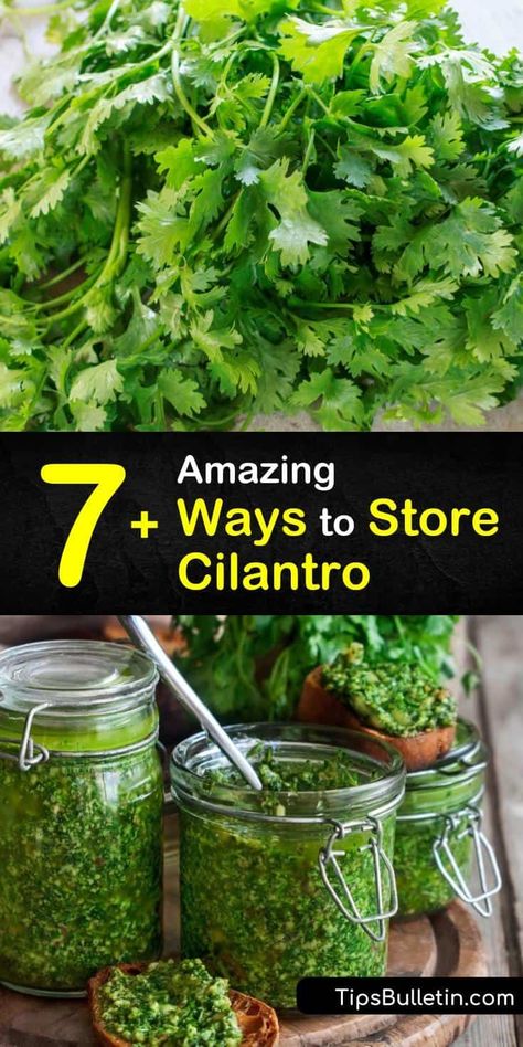 How To Store Fresh Cilantro In The Fridge, How To Save Cilantro How To Store, Freeze Cilantro How To, Dehydrating Cilantro In Dehydrator, Preserve Cilantro Fresh Herbs, Keeping Cilantro Fresh How To Store, How To Freeze Herbs In Ice Cube Trays, Freezing Herbs In Ice Cube Trays, How To Save Cilantro