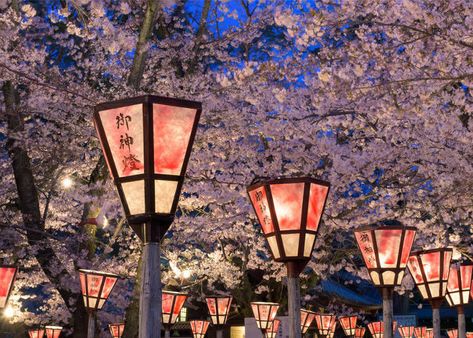 Japan On A Budget, Sakura Aesthetic, Japanese Living, Japan Cherry Blossom, Wisteria Tree, Cherry Blossom Japan, Sakura Bloom, Blossom Season, Japan Vacation