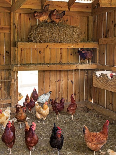 Coming Home To Roost | Southern Living Reban Ayam, Coop Design, Chicken Coop Designs, Chicken Garden, Coop Plans, Keeping Chickens, Building A Chicken Coop, Chicken Coop Plans, Backyard Chicken Coops