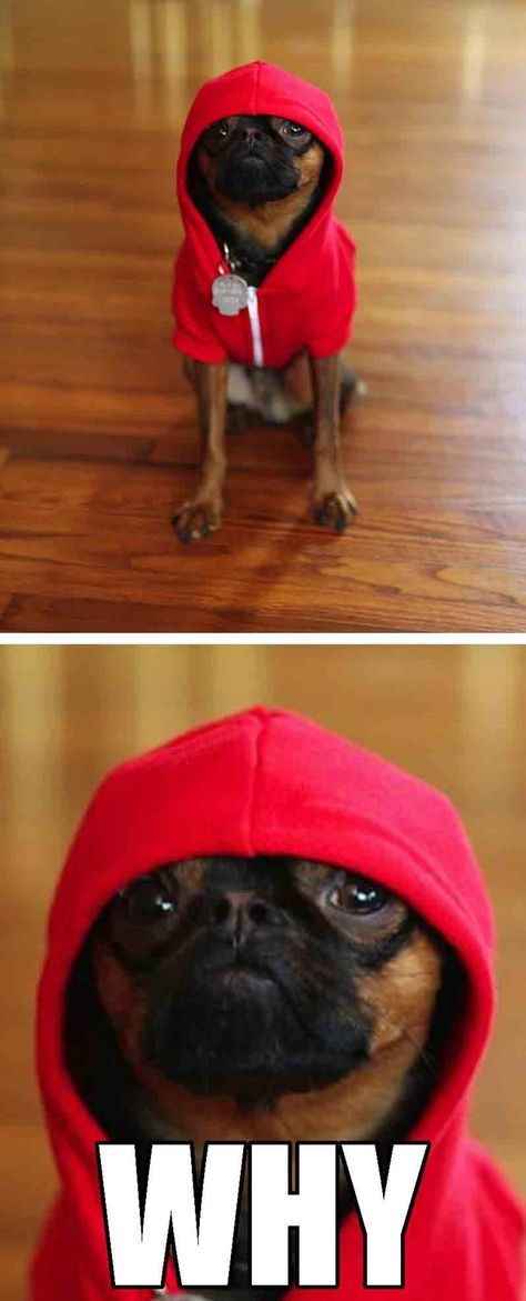 Ha Dog Quotes Funny, A Pug, Funny Dog Pictures, Cute Pugs, Dog Breeder, Silly Animals, Pug Love, Sweet Animals, Funny Animal Pictures