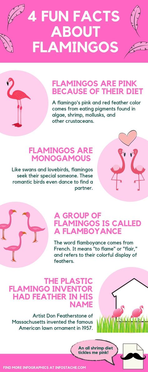 Whether you’re thinking fun in the tropical sun or Friday night franks on Uncle Jim’s front lawn, only one bird fits the bill. The flamingo.  #FunFacts #Flamingo #Birds #Pink Pink Flamingo, Flamingo Spirit Animal Meaning, Get Your Pink Back Flamingo, Flamingo Meaning, Quotes About Flamingos, Flamingo Quotes Inspiration, Flamingo Facts, Flamingos Quote, Flamingo Pictures