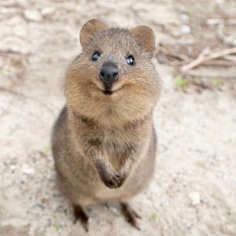 AJ Rollsy on Instagram: “#quokka are happy little Australian marsupials, so I used their picture as a reminder of what “happy” looks like in my most recent article.…” Quokka Animal, Happiest Animal, Fuzzy Animals, Worlds Cutest Animals, Australia Animals, Australian Animals, Appreciation Post, Animal Sketches, Happy Animals