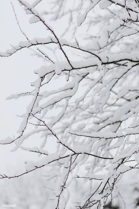 Tree branches covered with snow | premium image by rawpixel.com / Karolina / Kaboompics Snow Covered Branches, Snow On Trees, Snow Branches, White Tree Branches, Winter Leaves, Winter Background, Rock Creek, Hiding Places, Image 4k