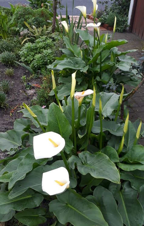 Calla Lilies. Callista Arum, Calla Lillie’s, Calla Lily Flower Aesthetic, Black Star Calla Lily, Calla Lily Black, Flowers Nature, Calla Lily, Lily, Flowers