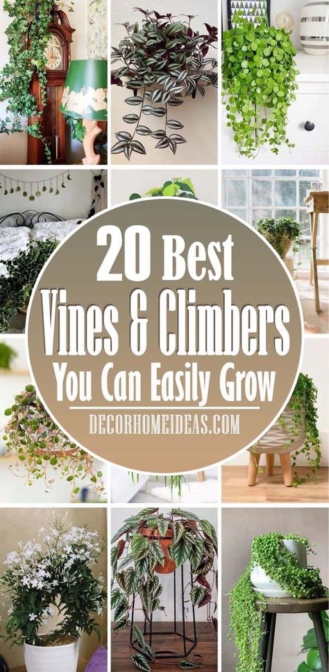 20 Beautiful Indoor Vines & Climbers You Can Grow Easily At Home | Decor Home Ideas Hanging Plant Indoor Decor, Hanging Plants Indoor Decor Ideas, Vines Inside Home, Hanging Pot Plants Indoor, Hanging Basket Plants Indoor, Plants With Long Vines, Succulent Vine Plant, Vines Around Windows Indoor, Hanging Shelf Plants Indoor