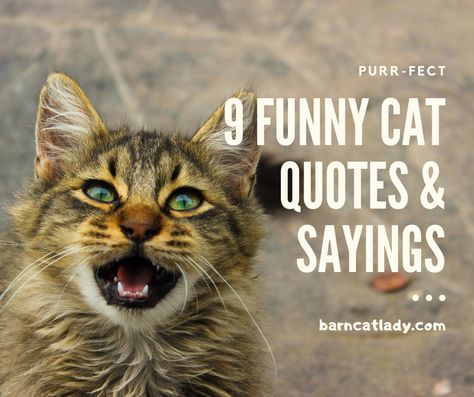 It's Friday!  You know what that means?  New post is UP!  I thought I'd be funny this week.  Check it out!  Be sure to leave for favorite funny cat quote in the comments!  https://barncatlady.com/funny-cat-quotes-and-sayings/  #barncatlady #barncats #catquotes #quotesandsayings #funnyquotes #newpost #blog Cat Sayings Quotes Hilarious, Sarcastic Cat Quotes, Funny Cat Sayings Humor, Funny Cat Quotes Hilarious, Cat Quotes Instagram, Cat Sayings Quotes, Cat Person Quotes, Crazy Cat Lady Quotes, Funny Cat Sayings