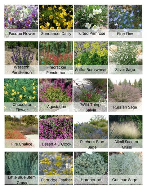 Here's a pre-designed plant palette of  mostly native Utah perennials and grasses perfect for an ultra low-water planting bed or park strip planting.  All are compatible with rock mulch and can take the heat.  Organized by bloom time (Pasque Flower blooms first) and designed to include great texture, silver foliage accents and the design is grounded by ornamental grasses.  Pick and choose your favorites or use 'em all (minus any which grow more than 2.5 feet tall in the park strip!) Xeriscape Front Yard, Low Water Landscaping, Xeriscape Landscaping, Low Water Plants, Drought Tolerant Garden, Drought Tolerant Landscape, Dry Garden, Australian Garden, Native Garden