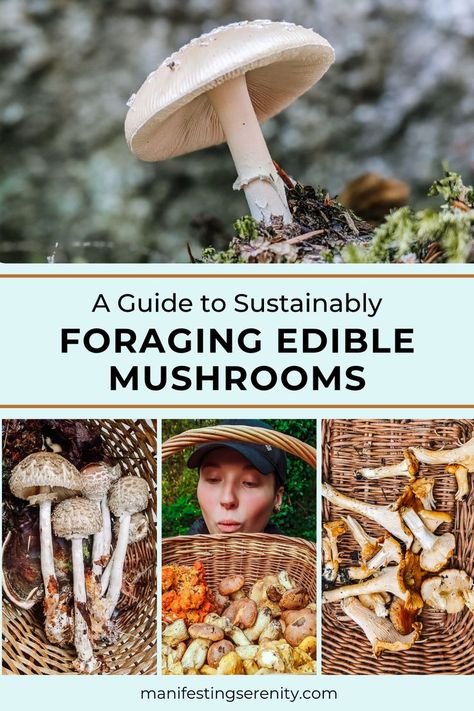 Graphic with 4 images of mushrooms and the title "A Guide to Sustainably Foraging Edible Mushrooms." Foraging Mushrooms, Mushroom Guide, Wild Foraging, Mushroom Varieties, Edible Mushrooms, Sustainable Community, Low Waste, Wild Edibles, Sustainable Food