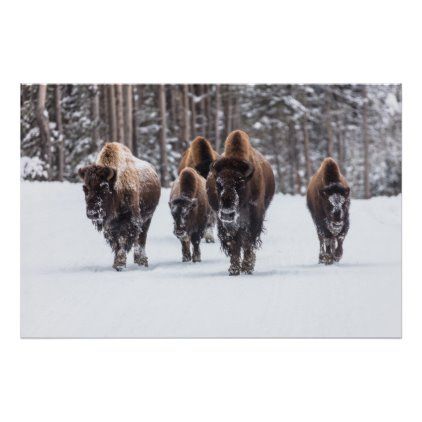 Bison in Snow Poster Bison In Snow, Buffalo Wall Art, Winter Wall Decor, Home Office Decoration, Nature Inspired Decor, Print Decor, Winter Forest, Art Print Poster, Boys Bedroom