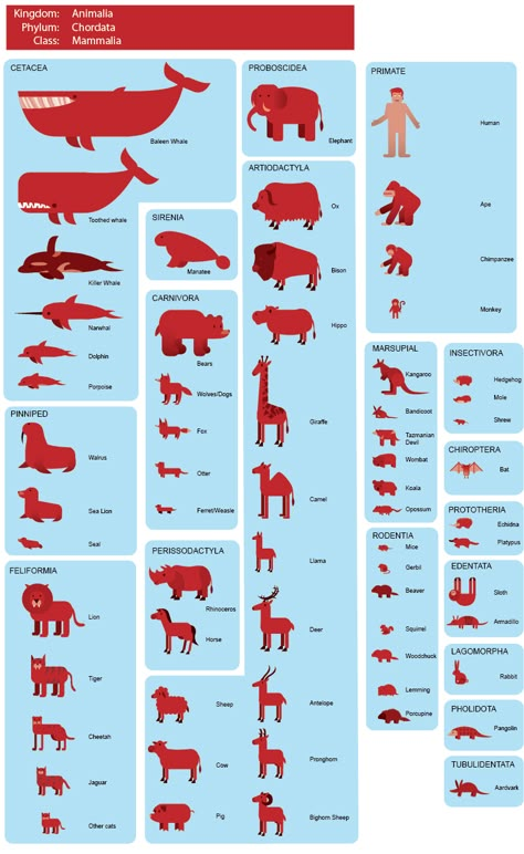 awesome taxonomy art/ dichotomous key.  Kingdom/phylum/class Amoeba Sisters, Dichotomous Key, Animal Classification, Food Web, Animal Science, Different Animals, Types Of Animals, Science Biology, Homeschool Science