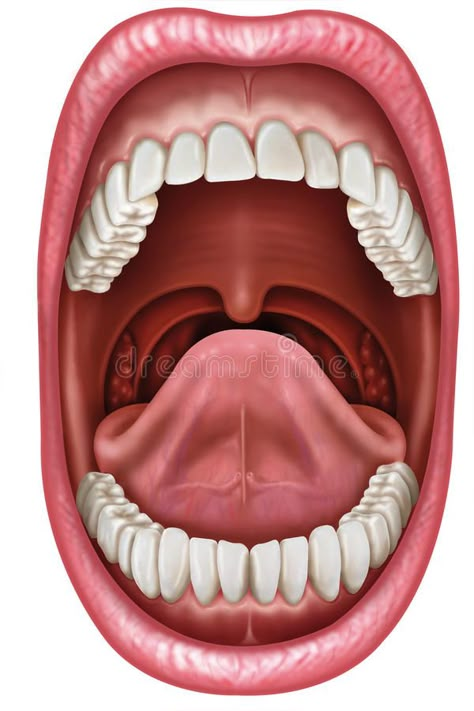 Anatomy mouth. Anatomy of an open mouth showing the component parts , #Ad, #open, #mouth, #Anatomy, #parts, #component #ad Mouth Anatomy, Teeth Images, Mouth Health, Health Chart, Dental Anatomy, Tongue Health, Healthy Diet Tips, Diagram Design, Daily Health Tips