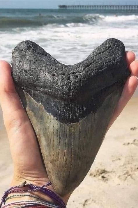 Megalodon Shark, Megalodon Tooth, Extinct Animals, Dinosaur Fossils, Unusual Things, 웃긴 사진, White Sharks, Great White Shark, Ocean Lover