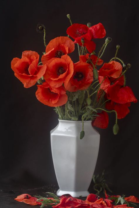 Poppy Flower Reference, Poppy Flowers Bouquet, Red Poppy Bouquet, Poppy Flower Aesthetic, Poppies In Vase, Poppy Pictures, Poppies Bouquet, Poppy Flower Bouquet, Poppy Paintings