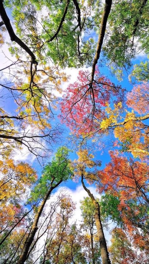 Heart In Nature, Image Nature, Colorful Trees, Beautiful Nature Wallpaper, Alam Yang Indah, Nature Aesthetic, Beautiful Tree, Design Layout, Nature Wallpaper