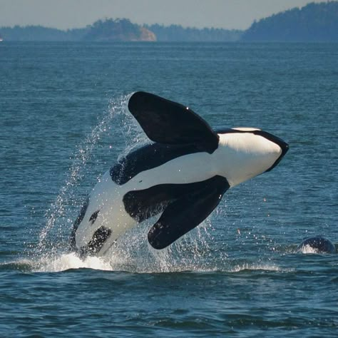 Killer Whale Aesthetic, Whale Aesthetic, Orca Art, Whale Pictures, Sea Mammal, Orca Whales, Beautiful Sea Creatures, Most Beautiful Animals, Killer Whale