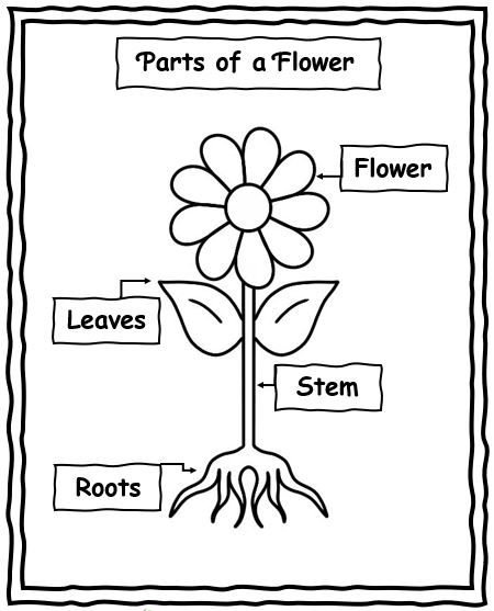 Plant Life Cycle Coloring Page, Lifecycle Of A Plant Preschool, Plant Lifecycle Worksheets, Parts Of A Flower Worksheet Preschool, Part Of A Plant Preschool, Plants Worksheets For Preschool, Parts Of A Plant Activities Kindergarten, Flower Parts For Kids, Plant And Garden Crafts For Preschool