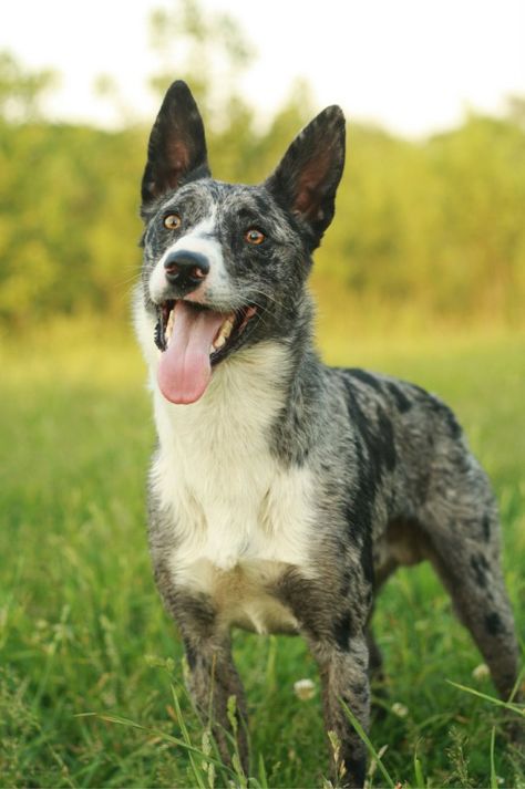 Australian Koolie, Australian Dog Breeds, Koolie Dog, Small Holding, Dog Types, Australian Dog, Dog Breeds List, Blue Heelers, Rare Dogs