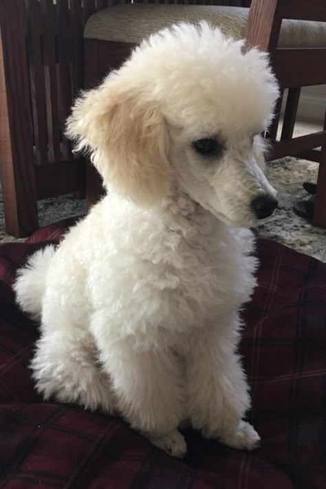 Ddssssssssssss📳♑️😉♑️😦😕 Toy Poodle Haircut, Poodle Haircuts, Miniature Poodles, Small Poodle, Poodle Haircut, Poodle Cuts, Poodle Dogs, French Dogs, French Poodle