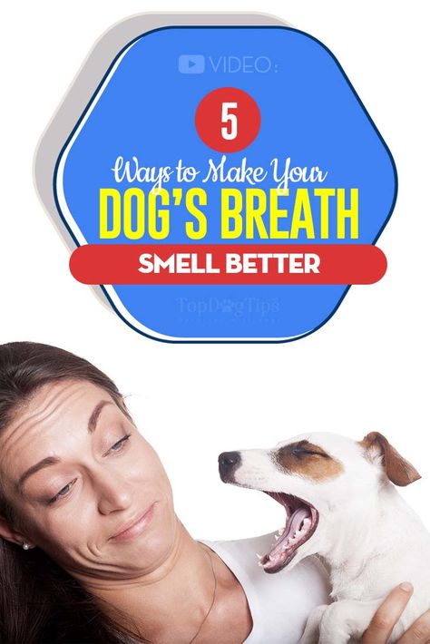 Bad Dog Breath Get Rid Of, Stinky Dog Breath Remedies, Dog Bad Breath Remedy, Dog Breath Remedy, Stinky Dog Breath, Dog Bad Breath, Legs Care, Brushing Dogs Teeth, Dog Bad