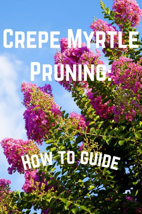 When To Prune Crape Myrtle Trees, Crepe Myrtle Trees Pruning, Crepe Myrtle Pruning, Pruning Crape Myrtle Tree, Prune Crepe Myrtle Tree, When To Trim Crepe Myrtle, Crepe Myrtle Care, When To Prune Crepe Myrtle Trees, Plants Outside House