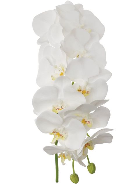 Enhance your space with the grandeur and elegance of the "41" White Phalaenopsis Orchid Stem. Perfect for home decor, wedding bouquets, and special occasions. White Phalaenopsis Orchid, Artificial Orchids, Topiary Trees, Phalaenopsis Orchid, Visual Display, White Orchids, Vase Fillers, Indoor Decor, Silk Flowers