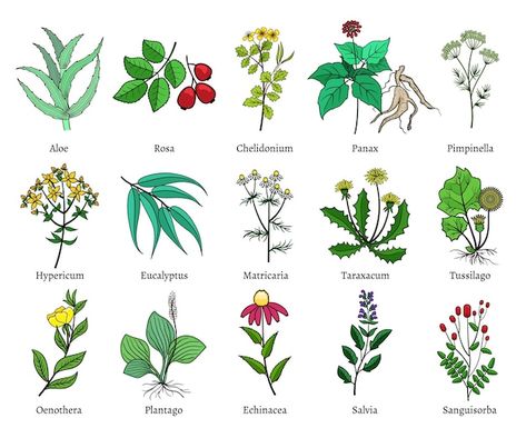 Free Vector | Medicinal herbs and plants doodle collection. hand drawn herb for medicinal use, herbal plant sketch drawing illustration Medicinal Wild Plants, Plant Sketches, Plant Doodle, Medical Herbs, Herbs And Plants, Herbal Plants, Plant Vector, Herbs For Health, Plant Drawing