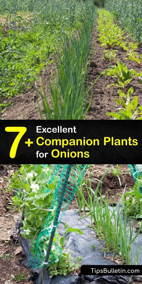 Leeks Companion Planting, Onion Planting How To Grow, Companion Plants For Garlic, Green Onion Planting, Onion Gardening, Planting Green Onions, Onion Companion Plants, Planting An Onion From An Onion, Plant Green Onions