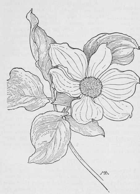 Pacific Dogwood. Cornus Nuttallii. White. Spring, Summer. Oreg., Wash., Cal Heritage Tattoo, Dogwood Tattoo, Dogwood Flower Tattoos, Pacific Dogwood, Floral Stencils, Prunus Serrulata, Coordinates Tattoo, Sunflower Tattoo Shoulder, Dogwood Blooms