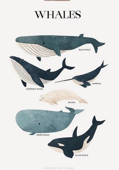 Whales Of The World, Blue Whales Aesthetic, Bowhead Whale Drawing, Whale Sketch Simple, Blue Whales Photography, How To Draw A Whale, Beluga Whale Wallpaper, Deep Sea Drawing, Whale Pfp