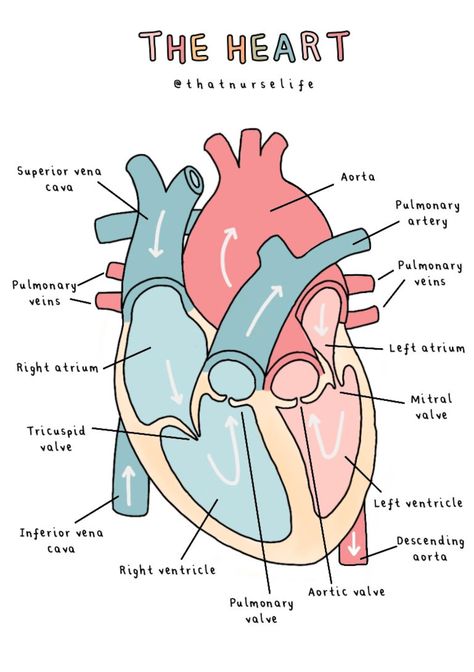 A4 Anatomy Posters - Etsy UK Anatomy Diagrams Aesthetic, Physiology Of Heart, Medical Studies Aesthetic, Heart Notes Biology, Heart Notes Aesthetic, Ekg Aesthetic, Cardiovascular Sonography Aesthetic, Heart Diagram Aesthetic, Heart Anatomy Notes