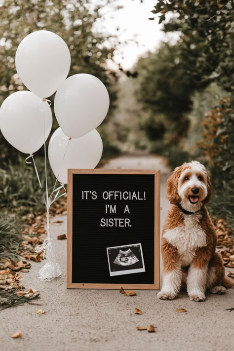 A cute October pregnancy announcement with dog sitting next to a letterboard that reads, "It's official! I'm a sister," along with ultrasound photos and white balloons. This fall pregnancy announcement is a unique and playful way to share your exciting news, perfect for a fall baby announcement. The autumn setting adds a cozy touch to this unique pregnancy announcement idea for October. October Pregnancy Announcement, Pregnancy Announcement With Dog, Pet Pregnancy Announcement, First Baby Announcements, Baby Reveal Photos, First Pregnancy Announcements, Ivf Pregnancy Announcement, Fall Baby Announcement, Pregnancy Announcement Pictures