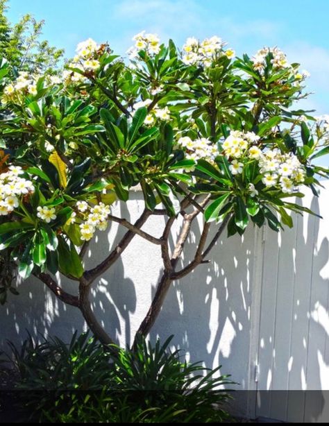 Plumeria Alba, Plumeria Tree, Tropical Landscape Design, Tropical Garden Design, Tropical Backyard, Pool Landscape Design, Fall Garden Vegetables, Outdoor Gardens Design, Tropical Landscaping