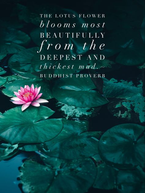 Lotus Flower Spiritual Meaning, Lotus Sayings, The Flower That Blooms In Adversity, Quotes About Lotus Flower, Be Like A Lotus Quotes, Lotus Flower Quote, Lotus Flower Quotes Buddha, Developmental Psychology, Healing Meditation