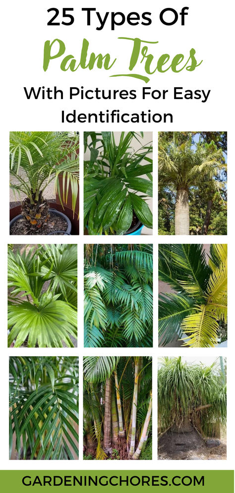 25 Different Types Of Palm Trees With Pictures For Easy Identification Palm Tree Base Landscaping, Types Of Trees Landscaping, Small Palms For Landscaping, Palm Tree Varieties, Different Types Of Palm Trees, Pigmy Palm Trees Landscaping Ideas, Travelers Palm Tree, Palm Garden Ideas, Palm Plants Outdoor