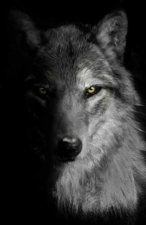 Inspirational Animal Quotes, Pet Wolf, Coffee Artwork, Wild Animal Wallpaper, Wolf Eyes, Eagle Wallpaper, Japan Tattoo Design, Blur Photo Background, Wolf Wallpaper