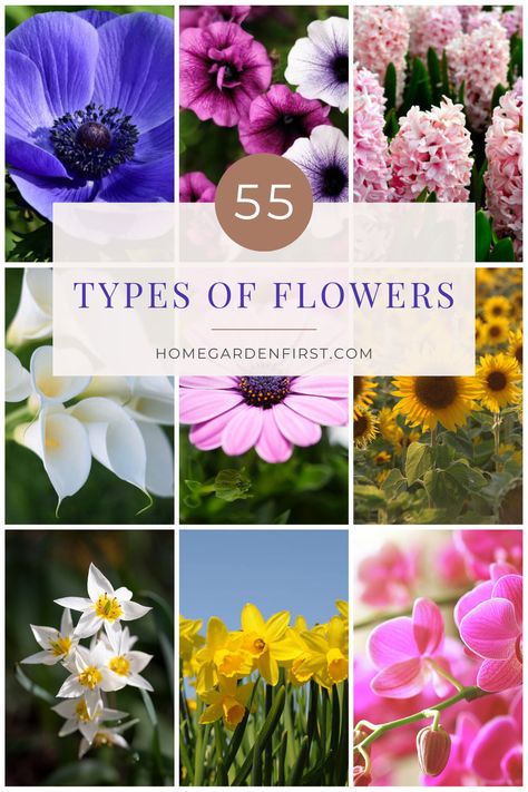 Here is a comprehensive collection of stunning flower types. It features captivating images and informative descriptions of different types of flowers, ranging from classic roses and elegant lilies to exotic orchids and cheerful sunflowers. Whether you're a gardening enthusiast, a flower lover, or simply appreciate the beauty of nature, this pin is a visual treat that will inspire you with the diverse world of flowers. Pictures Of Daisy Flowers, Types Of Flowers With Names, Types Of Wildflowers Names, List Of Flowers Names, Different Flowers Types, Names Of Flowers With Pictures, Types Of Flowers And Meanings, Flower Types Chart, Flowers And Their Names