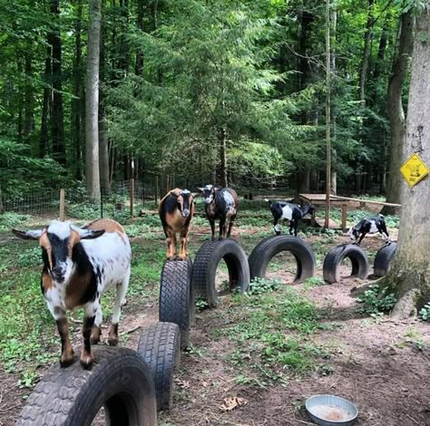 Goat Fence, Goat Ideas, Goat Playground, Goat Toys, Goat Shed, Goat Pen, Goat Shelter, Mini Goats, Pet Goat