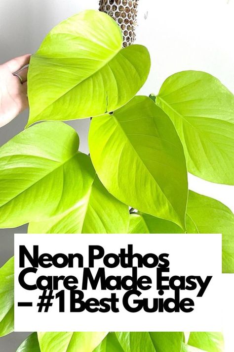 Unlock the secrets to thriving Neon Pothos plants with expert tips and techniques. From watering schedules to ideal lighting conditions, we've got you covered! Our comprehensive guide simplifies Neon Pothos care, making it easy for beginners and seasoned plant enthusiasts alike. Transform your indoor space with lush, vibrant Neon Pothos plants that are the envy of all!  IG Photo by: monko_the_plant Pothos Care, Indoor Plant Care Guide, Pothos Plant Care, Plant Parenting, Pothos Plants, Neon Pothos, Epipremnum Aureum, Pothos Plant, Plant Shelf