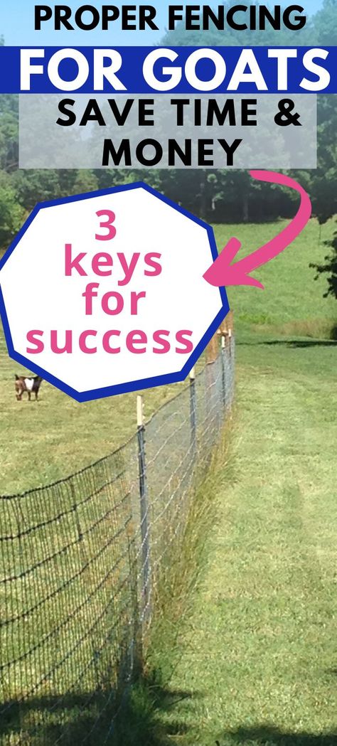 Diy Goat Pen Fence, Goat Fencing Ideas Diy, Diy Goat Pens Cheap, Cheap Goat Fence Ideas, Goat Run Ideas, Building A Goat Pen, Goat Paddock Ideas, Goat Shelter Ideas Diy, Goat Pallet Shelter