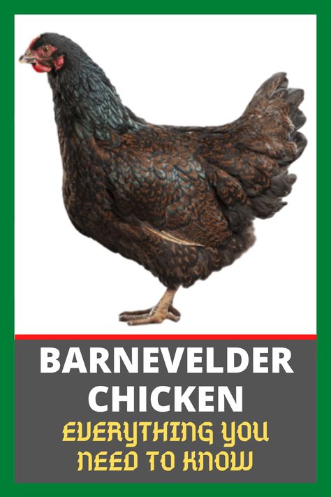 Farming Chickens, Barnevelder Chicken, Poultry Farm Design, Poultry Breeds, Chicken Raising, Rhode Island Red, Chicken Farming, Poultry Farm, Farm Design