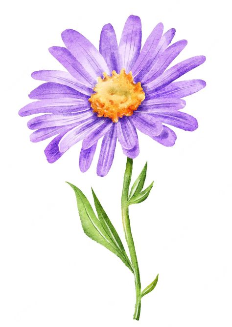 Aster Flower Tattoos, Sublimacion Ideas, Botanical Floral Art, Aster Flower, Bio Art, Flower Watercolor, Watercolor Flower Art, Plant Painting, Purple Watercolor