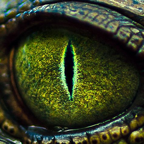 Eye of the Crocodile Crocodile Eyes, Reptile Eye, Regard Animal, Dragon Eye, Crocodiles, Reptiles And Amphibians, Eye Art, Nature Animals, Amphibians